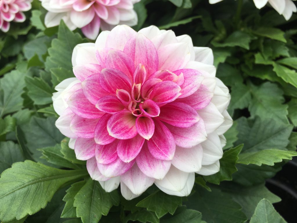 picture of flower bloom